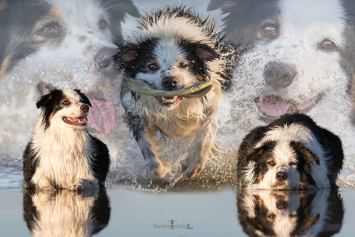 sielaff-fotoCollage11.1