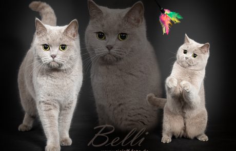 Collage Katze