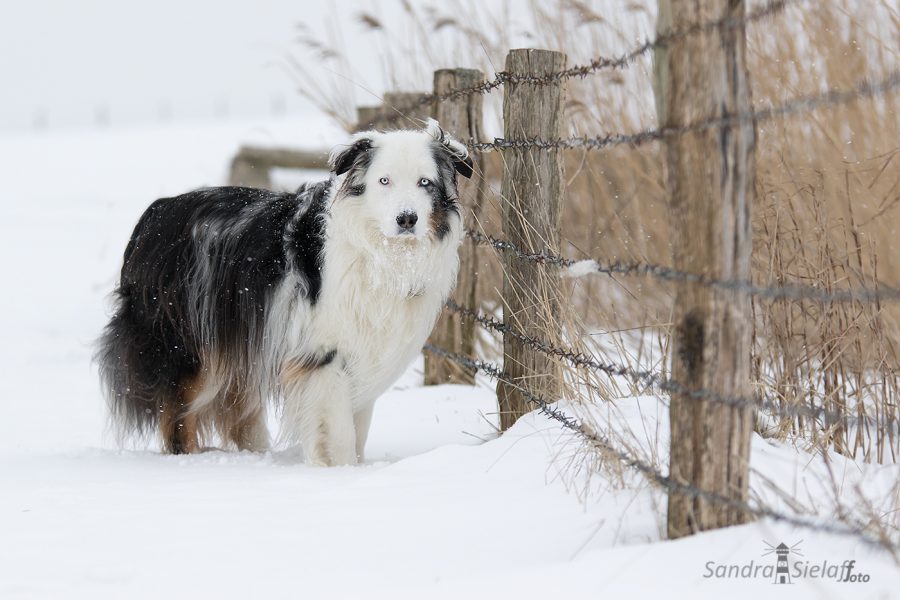 Hund im Schnee