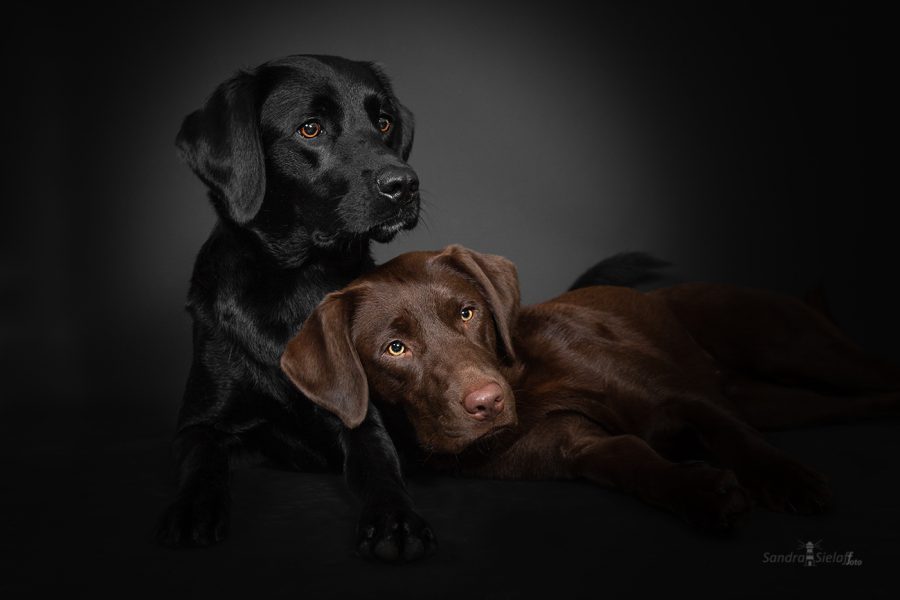 Studioshooting Labrador