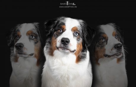 Collage Hund