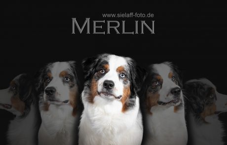 Collage Hundeportrait