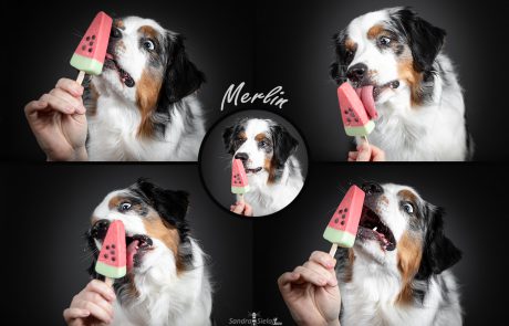 Collage Eis und Hund
