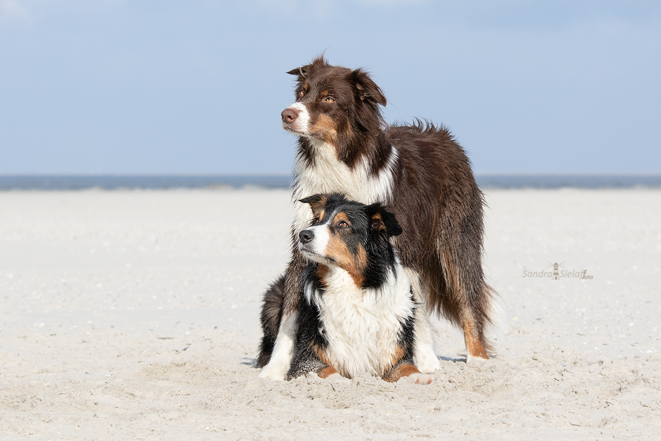 Hundeshooting Nordfriesland Strand