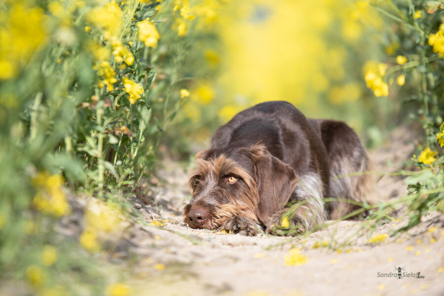 Hunde - Feld, Wald, Wiese, Stadt - Fotografie Sandra Sielaff